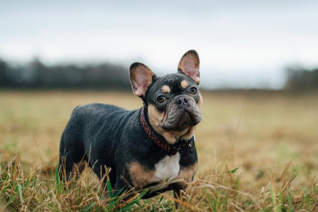 how old should french bulldogs be to breed